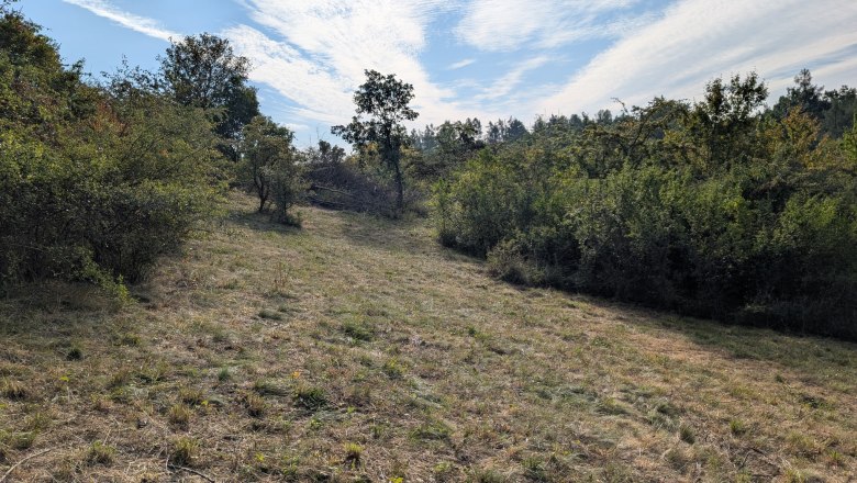 NP_Trockenrasenprojekt_5, © NP Kamptal Schönberg NP_Trockenrasenprojekt_5, © NP Kamptal Schönberg