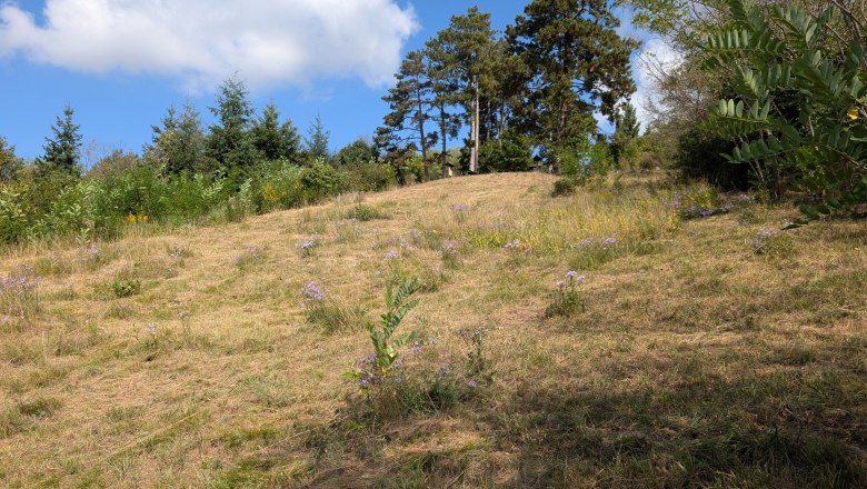 NP_Trockenrasenprojekt_4, © NP Kamptal Schönberg NP_Trockenrasenprojekt_4, © NP Kamptal Schönberg