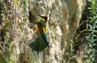 Bienenfresser, © Franz Gangelmayer