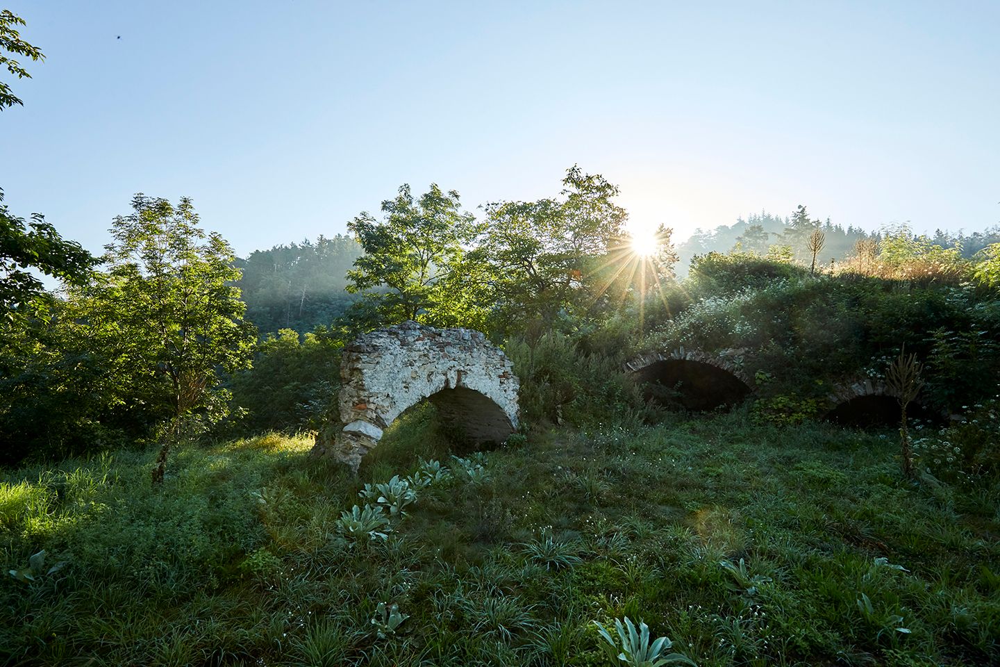 schonbergtourismus_wald_2020-08-22_img_0556_rupertpessl_web