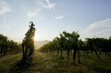 Weingarten im Sommer, © Rupert Pessl