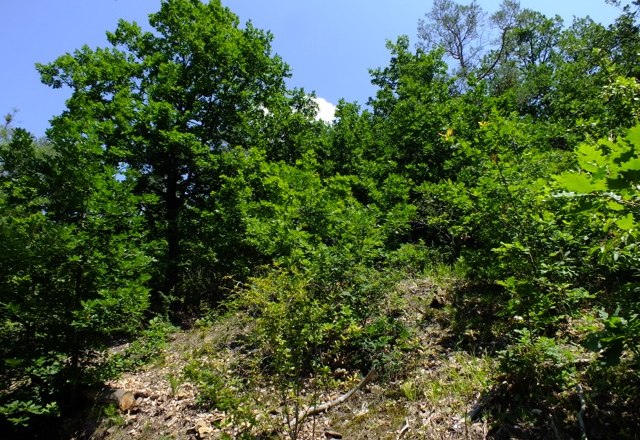 Offener Eichen-Föhren-Wald auf flachgründigem Standort