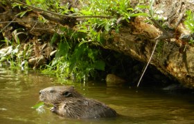 Biber im Fluss, © Faiman