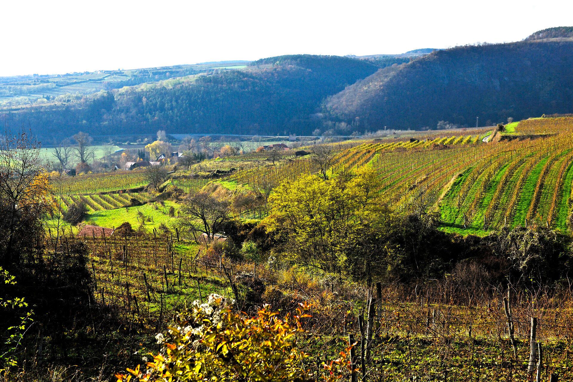 Die sanften Hügel des Naturparks Kamptal-Schönberg sind in ein leuchtendes Grün getaucht, während die Weinreben in harmonischen Reihen die Landschaft zieren. Ein sanfter Wind weht durch die Bäume und bringt den Duft von frischen Trauben mit sich, während die Sonne warm auf die malerische Szenerie scheint.