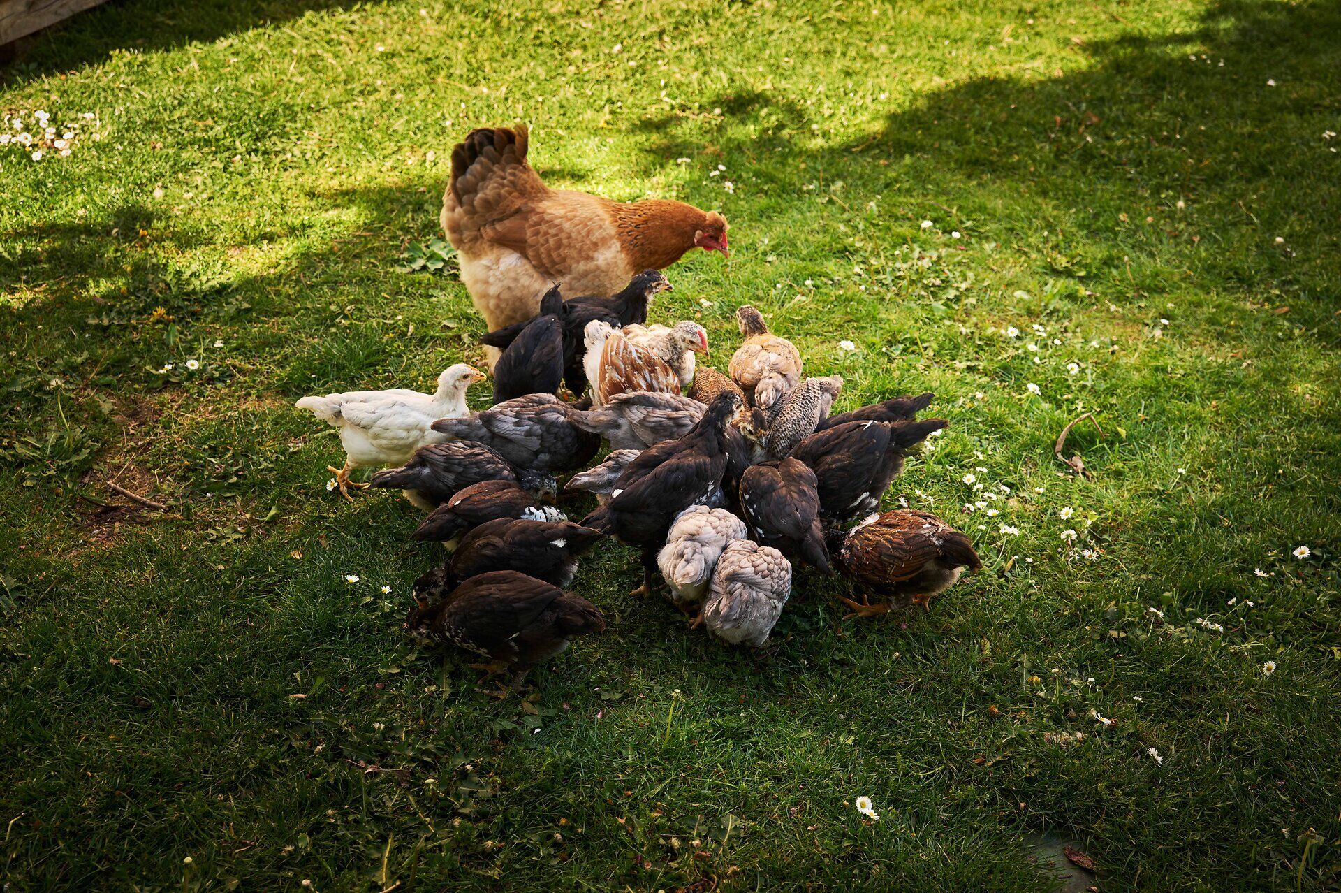 Eine Henne und zahlreiche junge Hühner picken gemeinsam auf einer grünen Wiese.