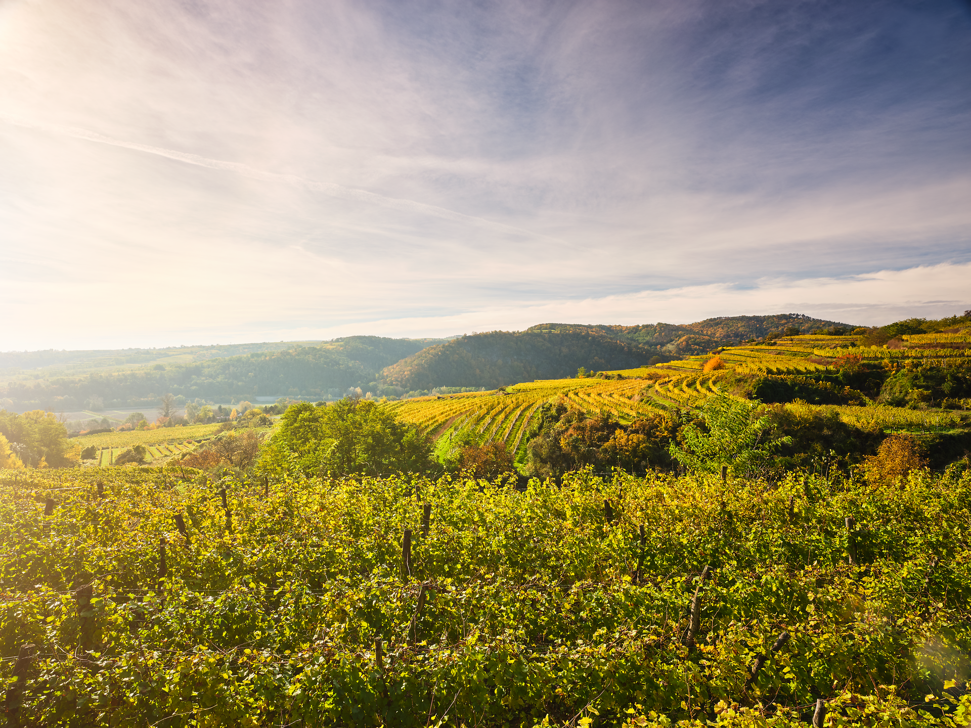Die sanften Hügel der Weinlandschaft erstrahlen im goldenen Licht des Herbstes, während die Reben in warmen Farbtönen leuchten. Ein sanfter Wind trägt den Duft von reifen Trauben durch die Luft und lädt dazu ein, die Schönheit der Natur zu genießen.