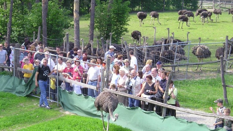 Besucher beobachten Strau&szlig;e in einem Gehege im Strau&szlig;enland G&auml;rtner.