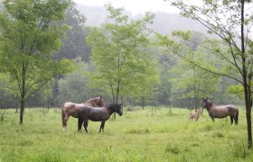 Weidenlandschaft mit Pferden
