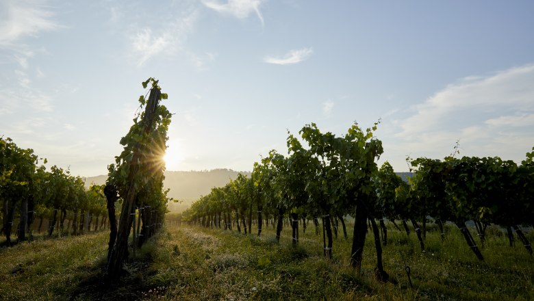 Weingarten im Sommer, © Rupert Pessl