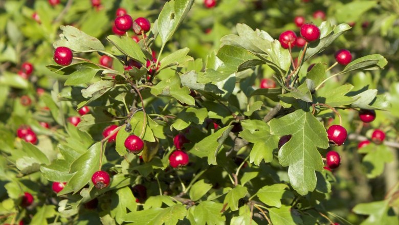 Weißdorn Frucht