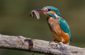 Eisvogel mit Fisch, © Pierre Dalous