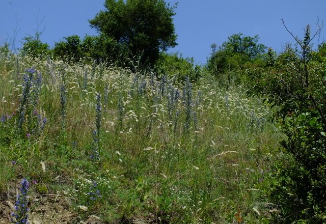 Offener Teil der Hutweide mit Natternkopf und Perlgras