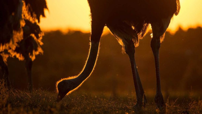 Strau&szlig;enland G&auml;rtner, &copy; Strau&szlig;enland G&auml;rtner