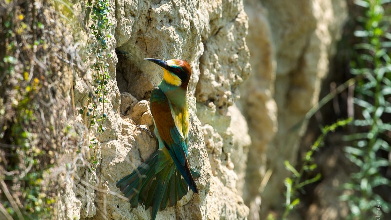 Bienenfresser, © Franz Gangelmayer