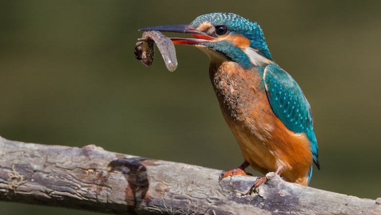 Eisvogel mit Fisch, © Pierre Dalous