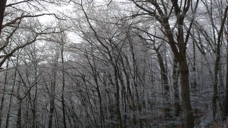 Winterwald, © Melanie Labner