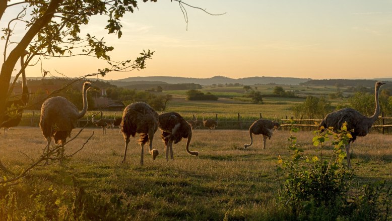 Strau&szlig;e auf einer Wiese bei Sonnenuntergang.