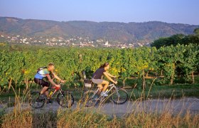 Radfahrer in den Weingärten, © Franz Gangelmayer