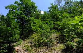 Offener Eichen-Föhren-Wald auf flachgründigem Standort