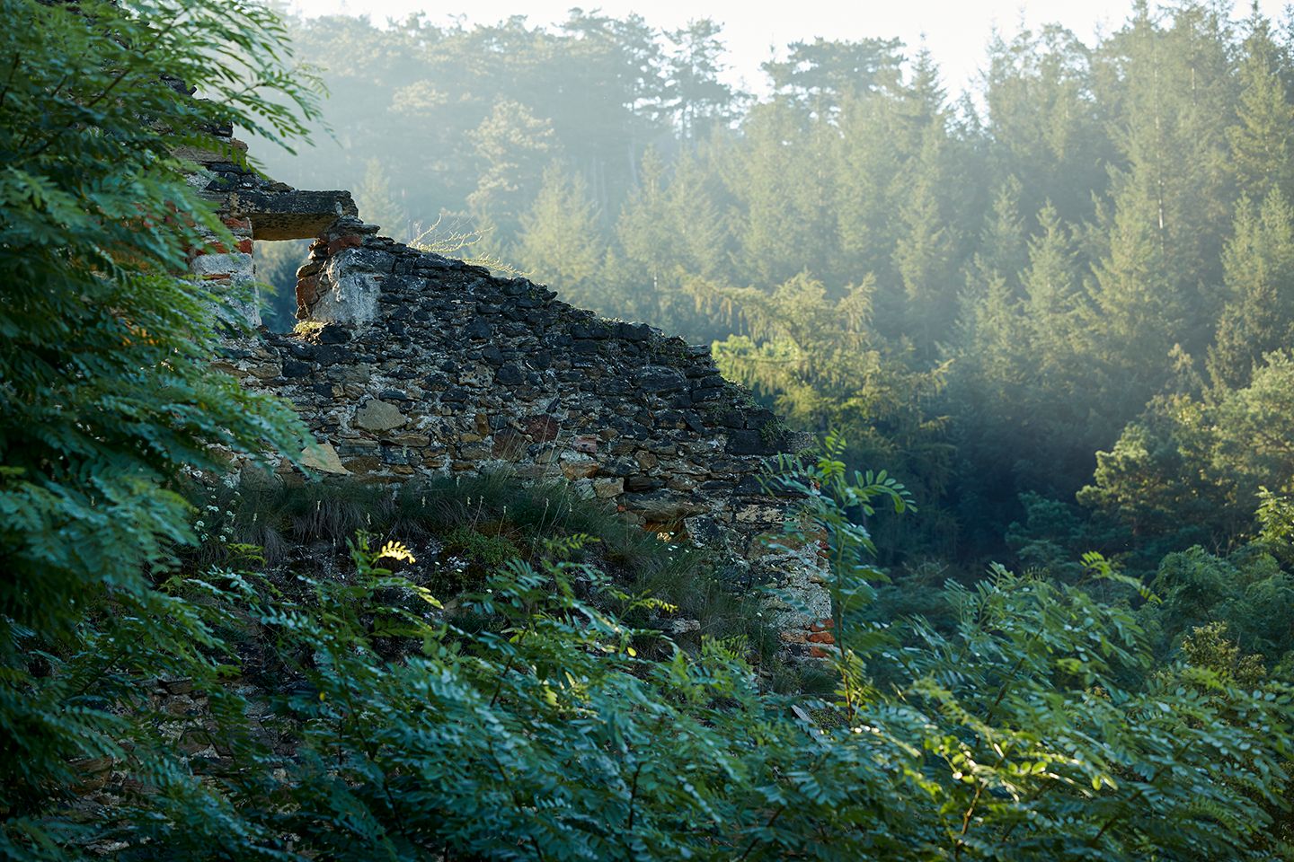schonbergtourismus_wald_2020-08-22_img_0661_rupertpessl_web_1